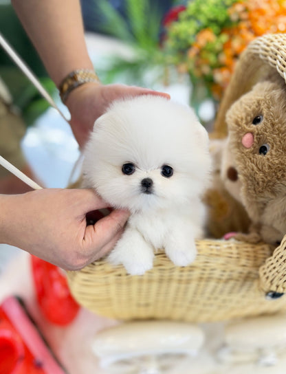 Pomeranian - Soda(Female) - Beautiful puppy teacup puppy with adorable features available for adoption from Velydog