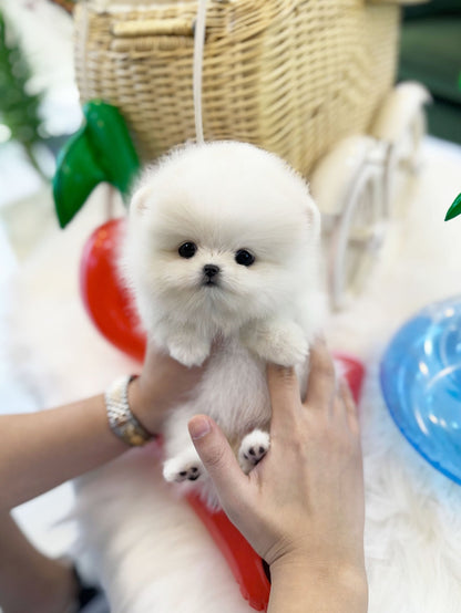 Pomeranian - Soda(Female) - Beautiful puppy teacup puppy with adorable features available for adoption from Velydog