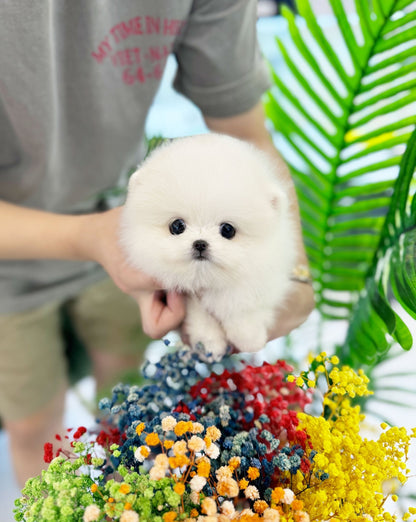 Pomeranian - Soda(Female) - Beautiful puppy teacup puppy with adorable features available for adoption from Velydog