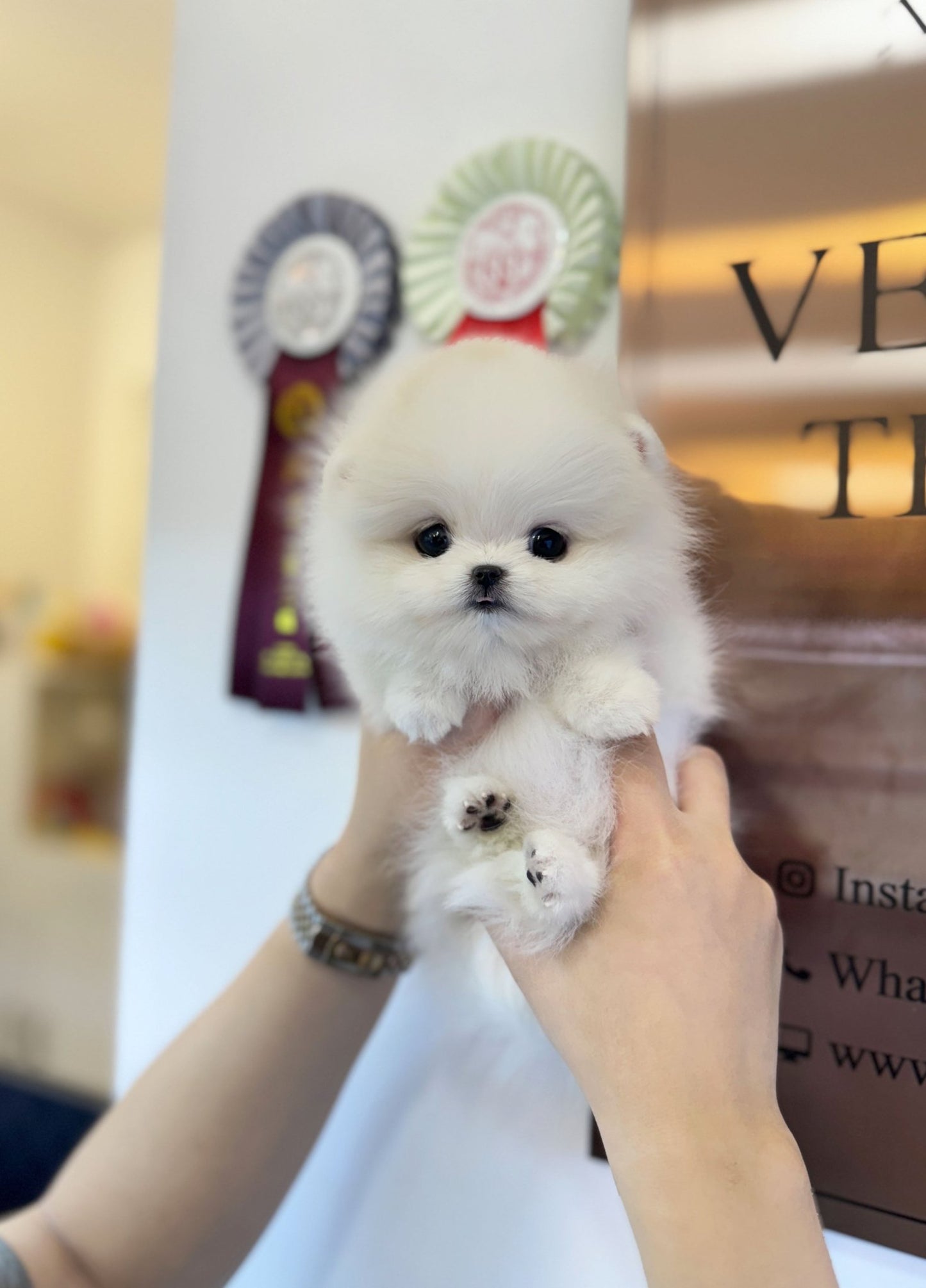 Pomeranian - Soda(Female) - Beautiful puppy teacup puppy with adorable features available for adoption from Velydog