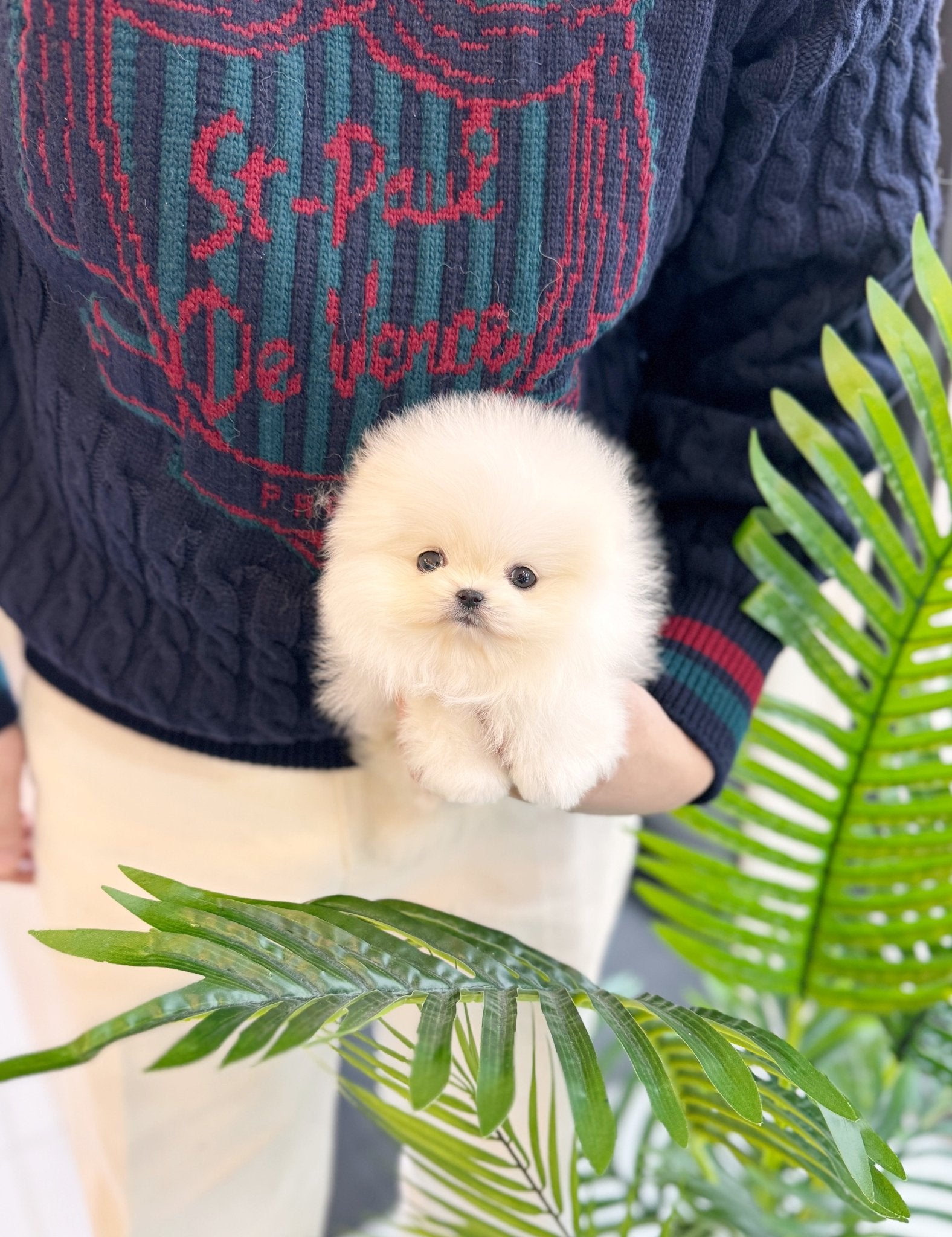 Pomeranian - Sofia(Female) - Beautiful puppy teacup puppy with adorable features available for adoption from Velydog