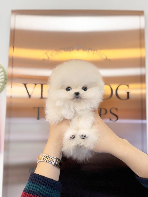 Pomeranian - Sofia(Female) - Beautiful puppy teacup puppy with adorable features available for adoption from Velydog