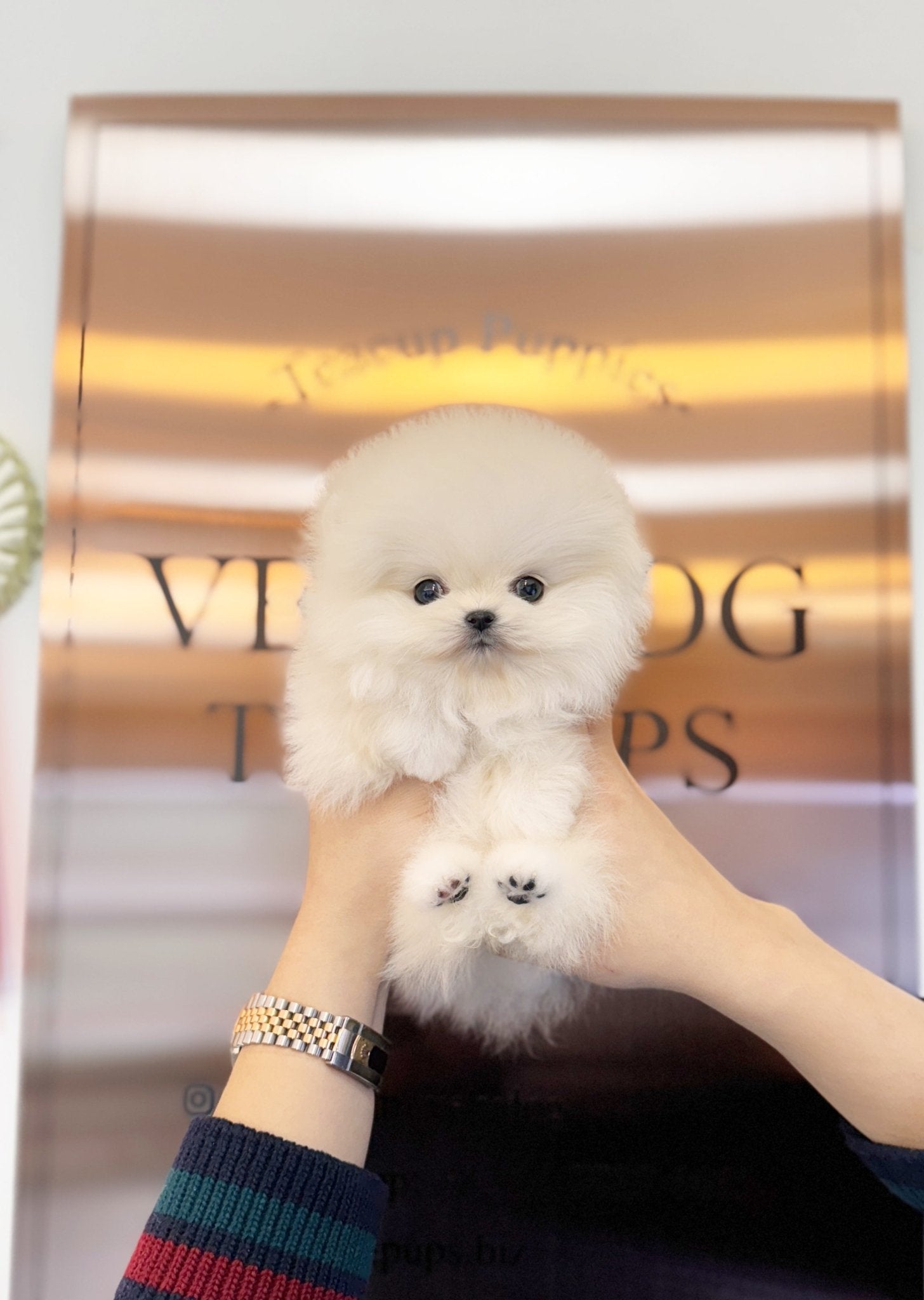 Pomeranian - Sofia(Female) - Beautiful puppy teacup puppy with adorable features available for adoption from Velydog