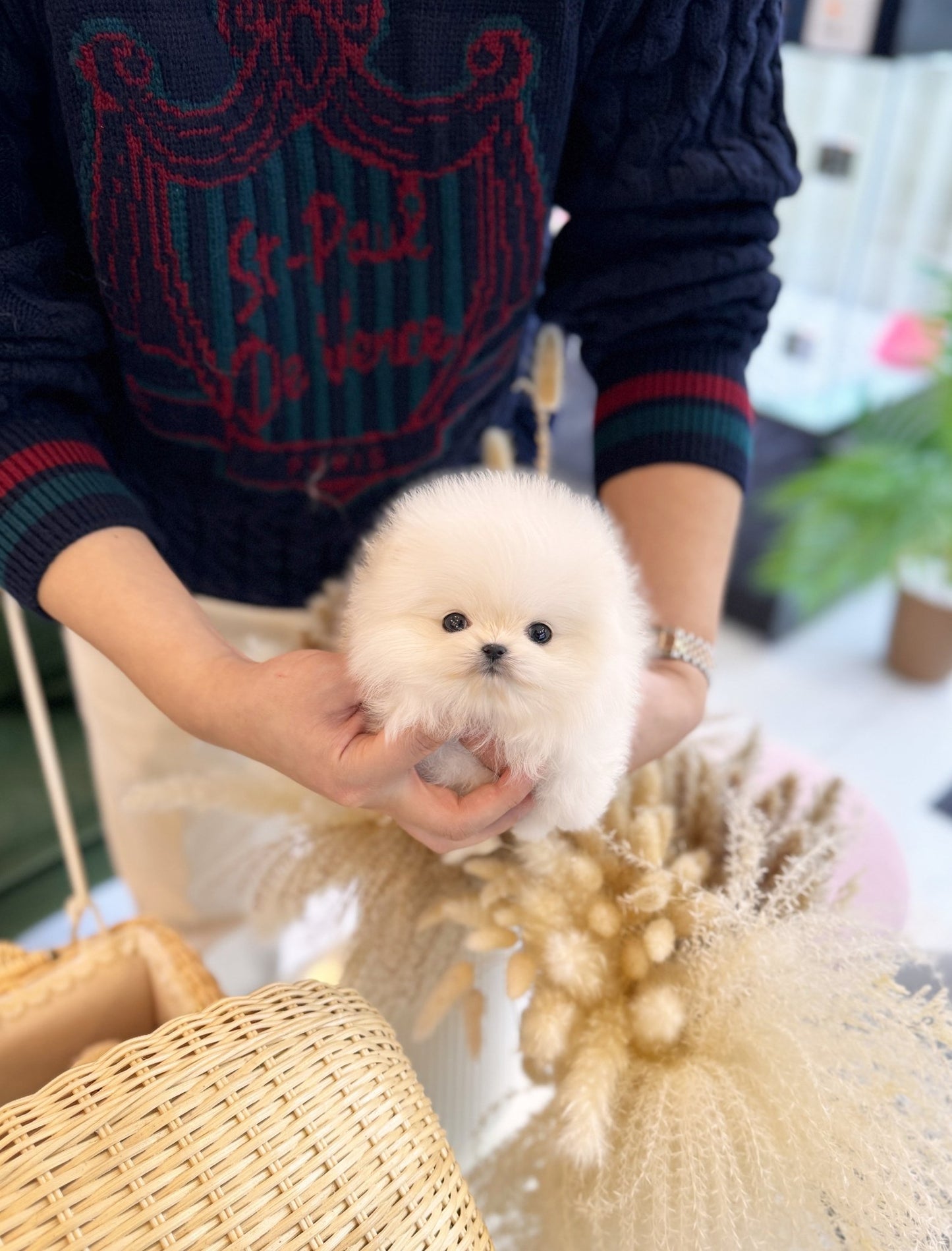 Pomeranian - Sofia(Female) - Beautiful puppy teacup puppy with adorable features available for adoption from Velydog