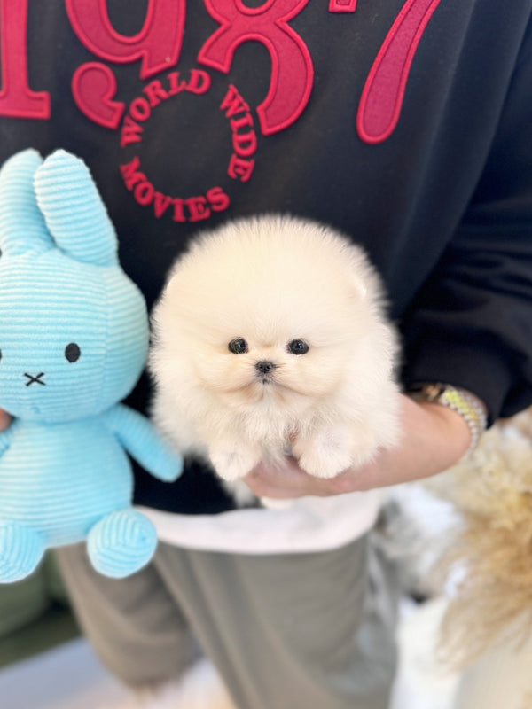 Pomeranian - Som(Female) - Beautiful puppy teacup puppy with adorable features available for adoption from Velydog
