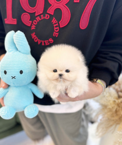 Pomeranian - Som(Female) - Beautiful puppy teacup puppy with adorable features available for adoption from Velydog