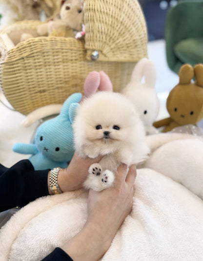 Pomeranian - Som(Female) - Beautiful puppy teacup puppy with adorable features available for adoption from Velydog