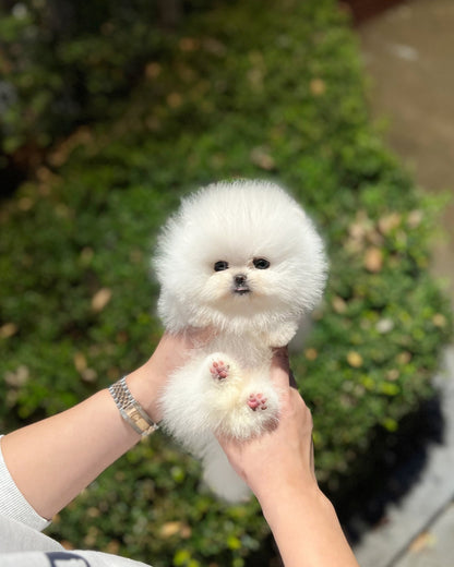 Pomeranian - Sonic(Male) - Beautiful puppy teacup puppy with adorable features available for adoption from Velydog