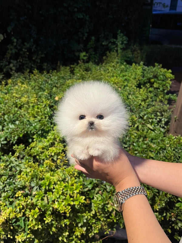 Pomeranian - Sonic(Male) - Beautiful puppy teacup puppy with adorable features available for adoption from Velydog
