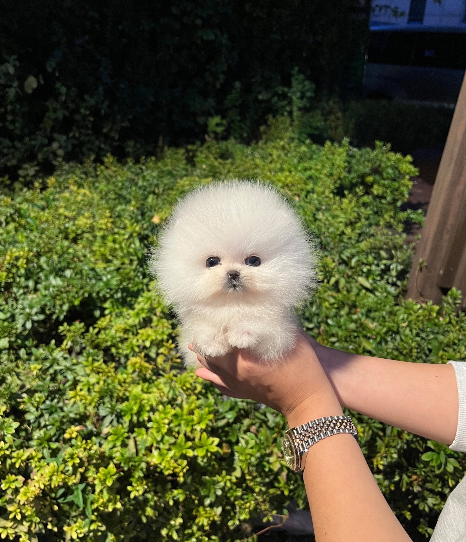 Pomeranian - Sonic(Male) - Beautiful puppy teacup puppy with adorable features available for adoption from Velydog