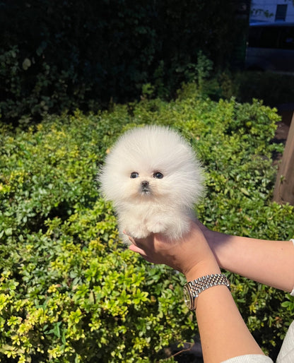 Pomeranian - Sonic(Male) - Beautiful puppy teacup puppy with adorable features available for adoption from Velydog