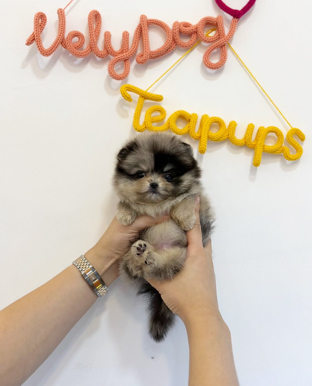 Pomeranian - Soy(Male) - Beautiful puppy teacup puppy with adorable features available for adoption from Velydog