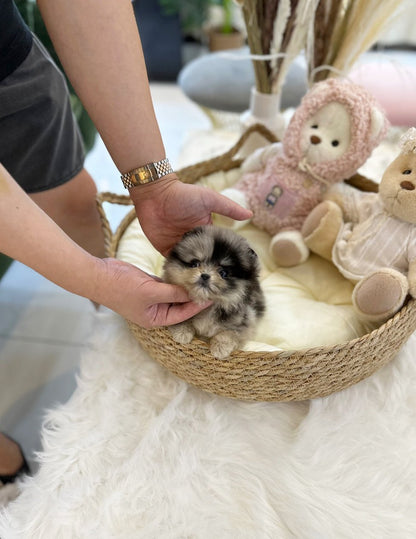 Pomeranian - Soy(Male) - Beautiful puppy teacup puppy with adorable features available for adoption from Velydog