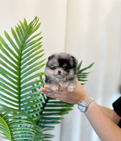 Pomeranian - Soy(Male) - Beautiful puppy teacup puppy with adorable features available for adoption from Velydog