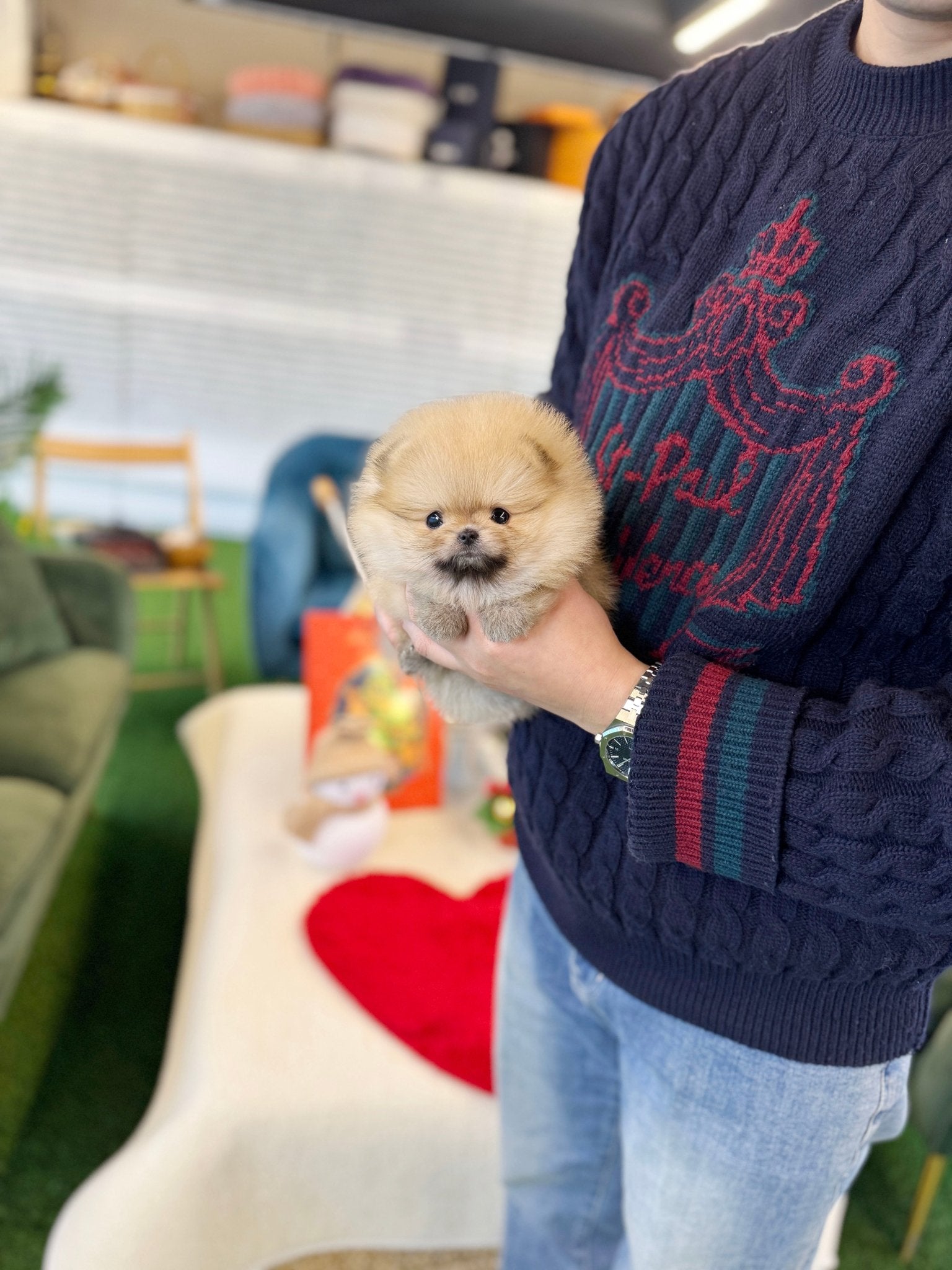 Pomeranian - Starry(Female) - Beautiful puppy teacup puppy with adorable features available for adoption from Velydog