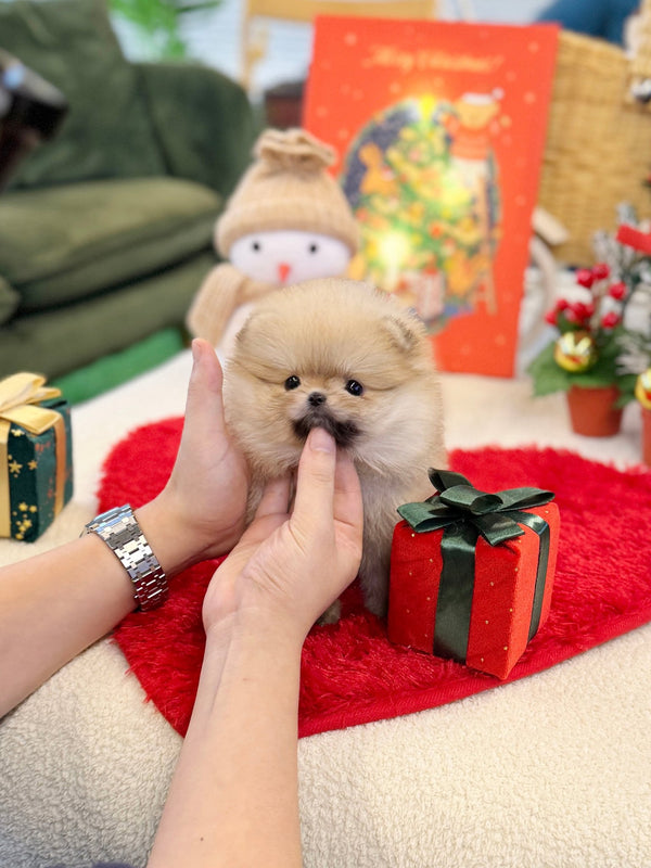 Pomeranian - Starry(Female) - Beautiful puppy teacup puppy with adorable features available for adoption from Velydog