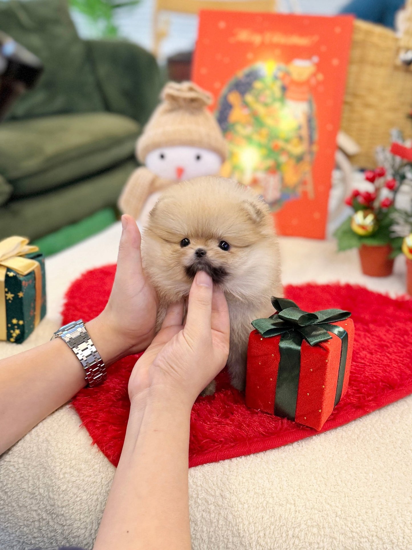 Pomeranian - Starry(Female) - Beautiful puppy teacup puppy with adorable features available for adoption from Velydog
