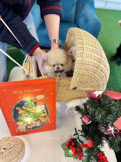 Pomeranian - Starry(Female) - Beautiful puppy teacup puppy with adorable features available for adoption from Velydog