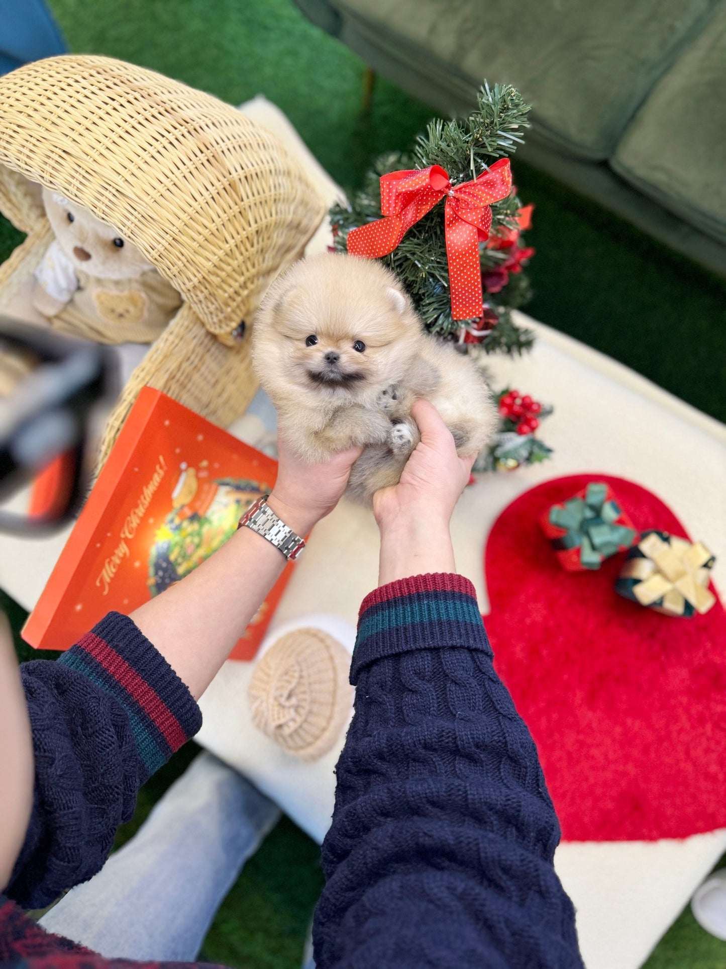 Pomeranian - Starry(Female) - Beautiful puppy teacup puppy with adorable features available for adoption from Velydog