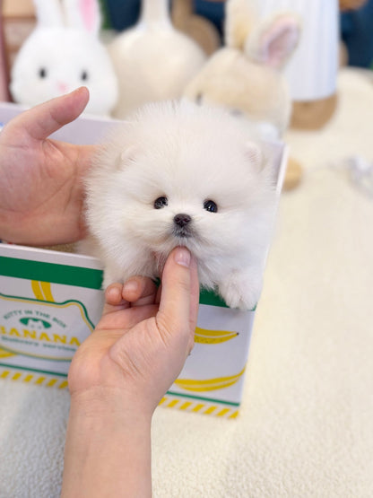 Pomeranian - Sugar(Female) - Beautiful puppy teacup puppy with adorable features available for adoption from Velydog
