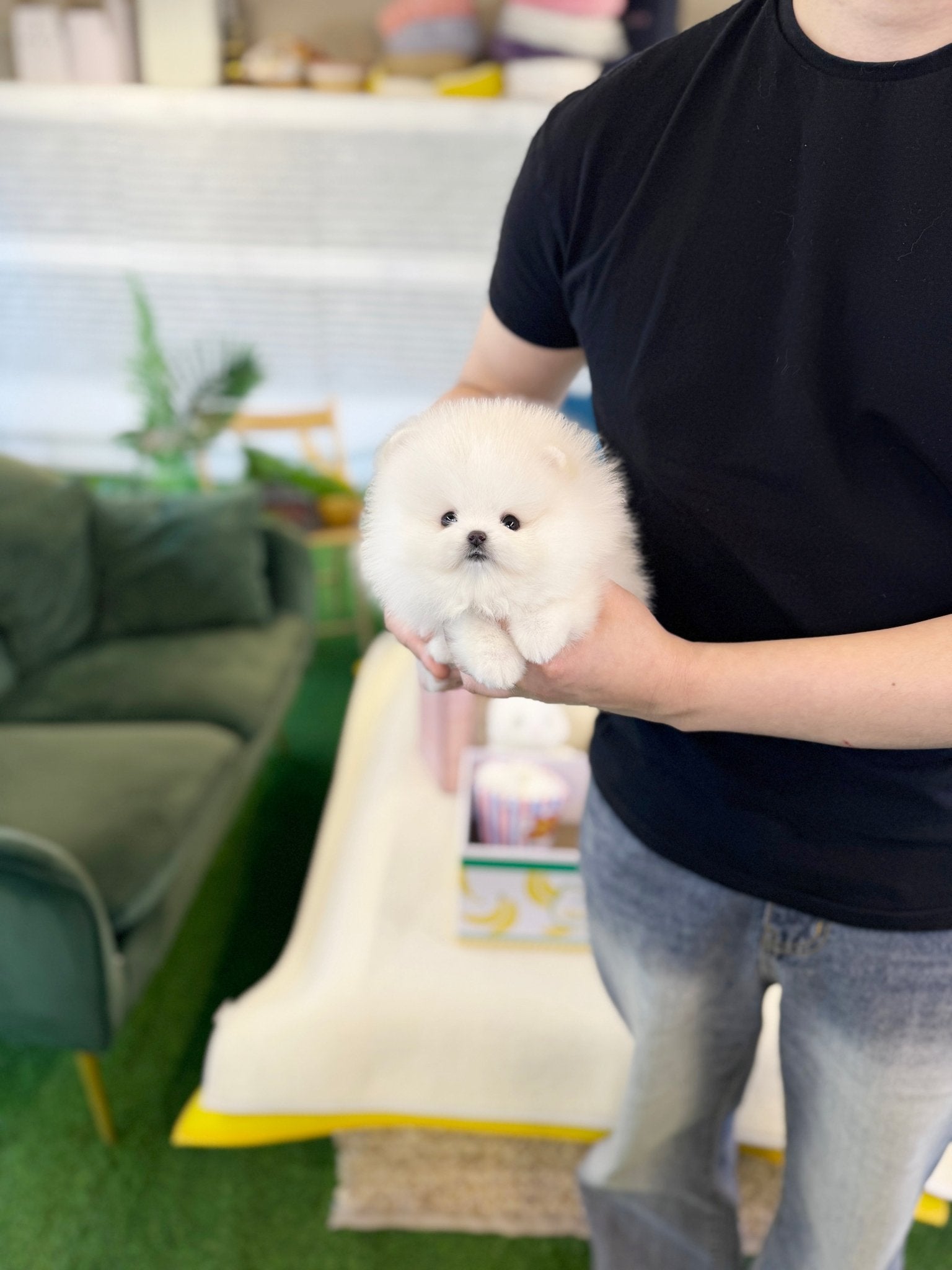 Pomeranian - Sugar(Female) - Beautiful puppy teacup puppy with adorable features available for adoption from Velydog