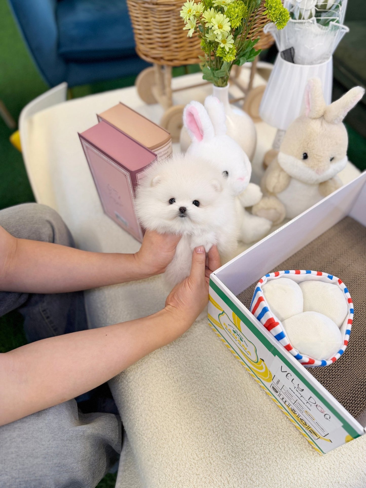 Pomeranian - Sugar(Female) - Beautiful puppy teacup puppy with adorable features available for adoption from Velydog