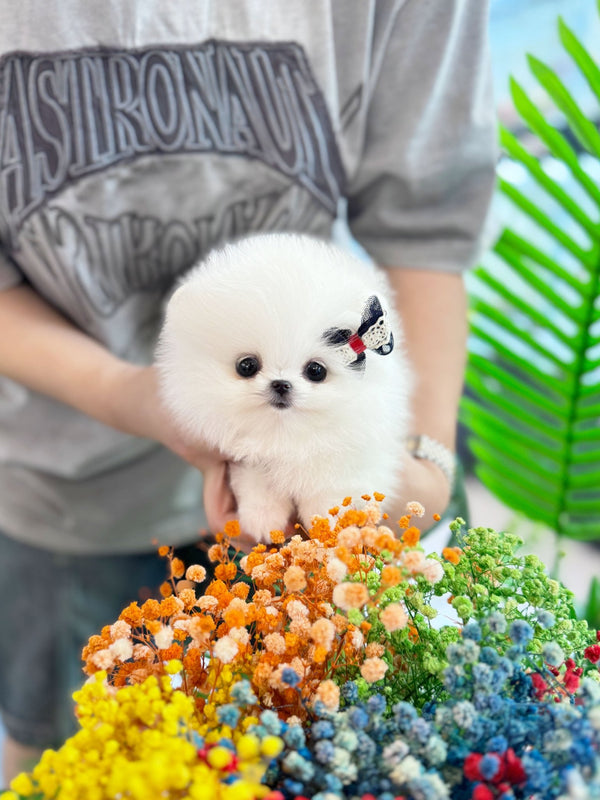 Pomeranian - Summer(Female) - Beautiful puppy teacup puppy with adorable features available for adoption from Velydog