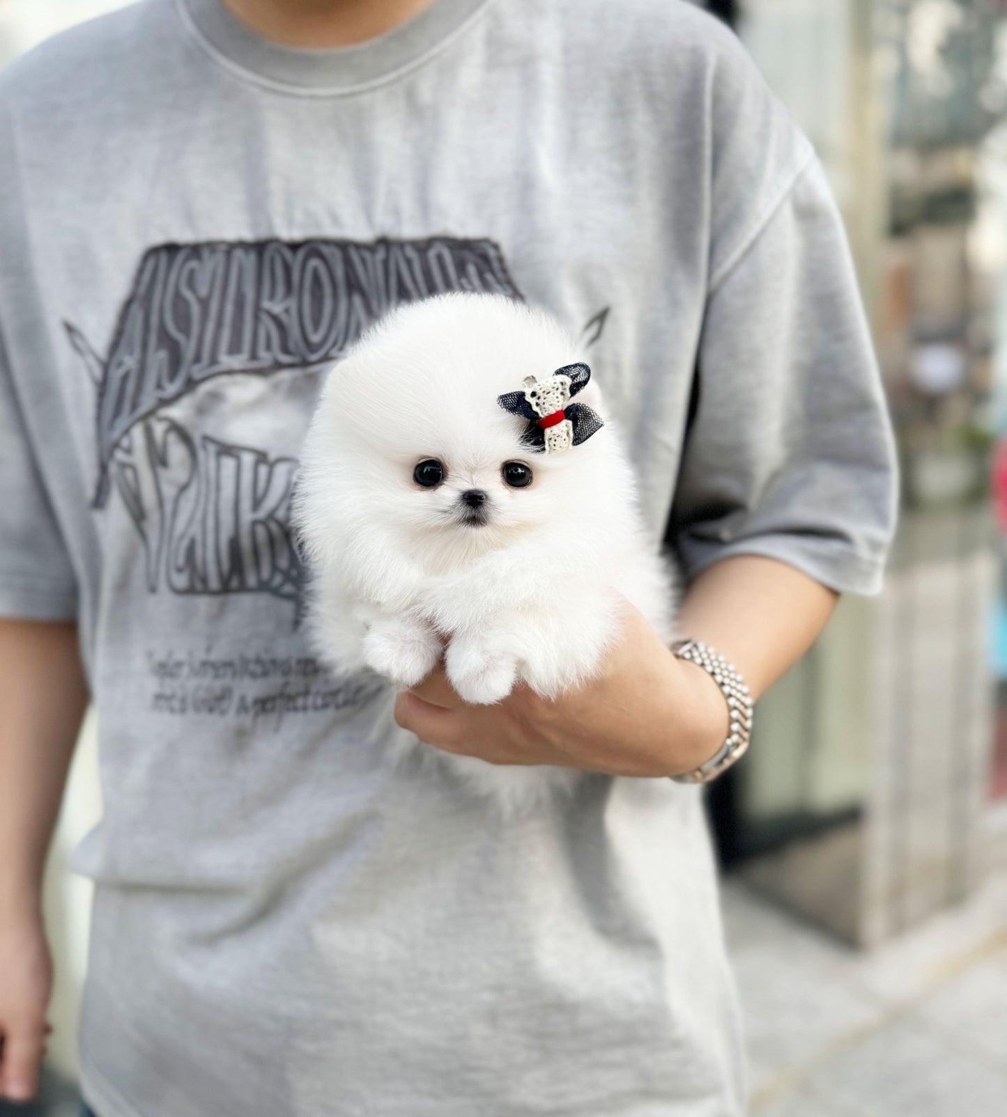 Pomeranian - Summer(Female) - Beautiful puppy teacup puppy with adorable features available for adoption from Velydog