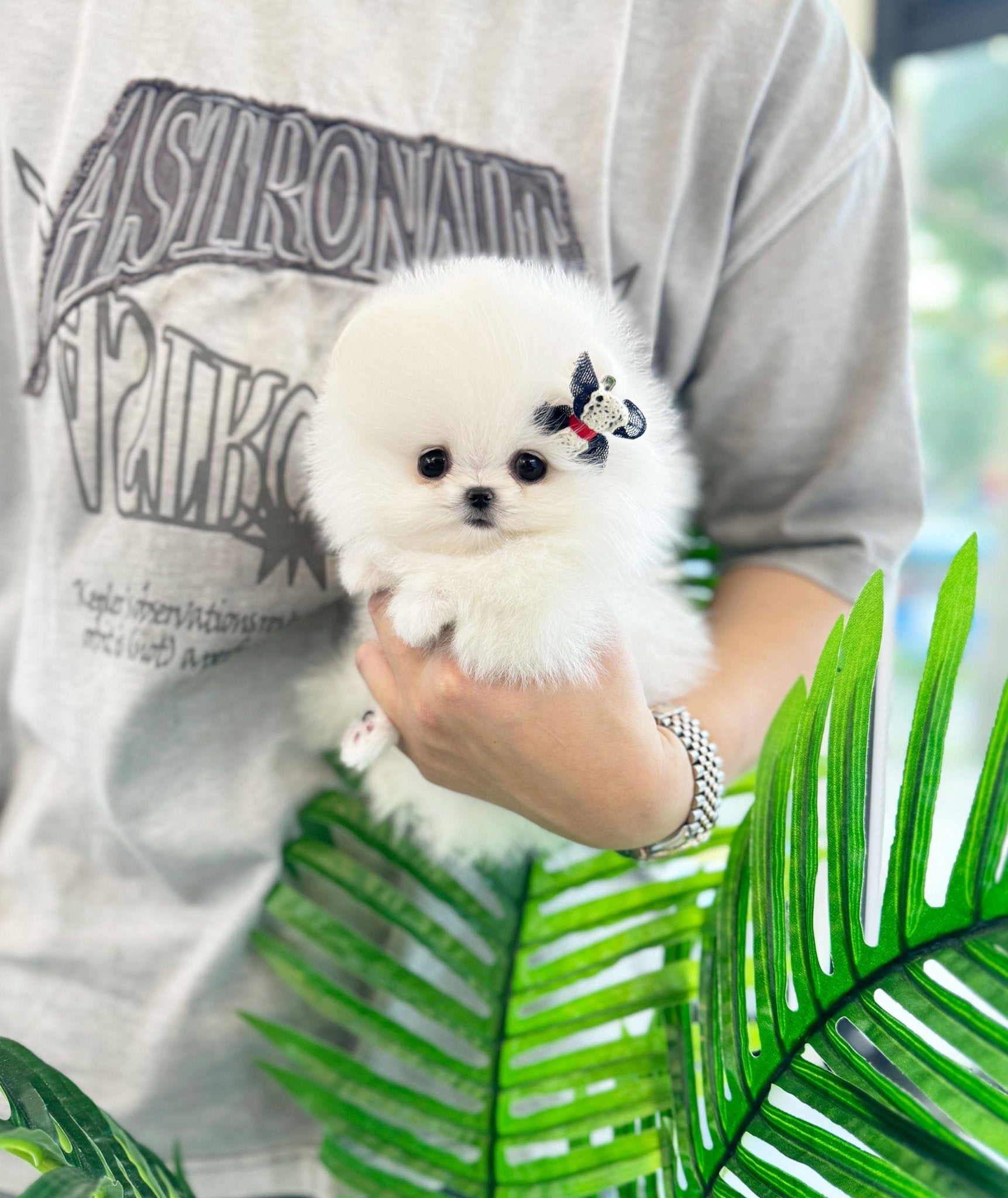 Pomeranian - Summer(Female) - Beautiful puppy teacup puppy with adorable features available for adoption from Velydog