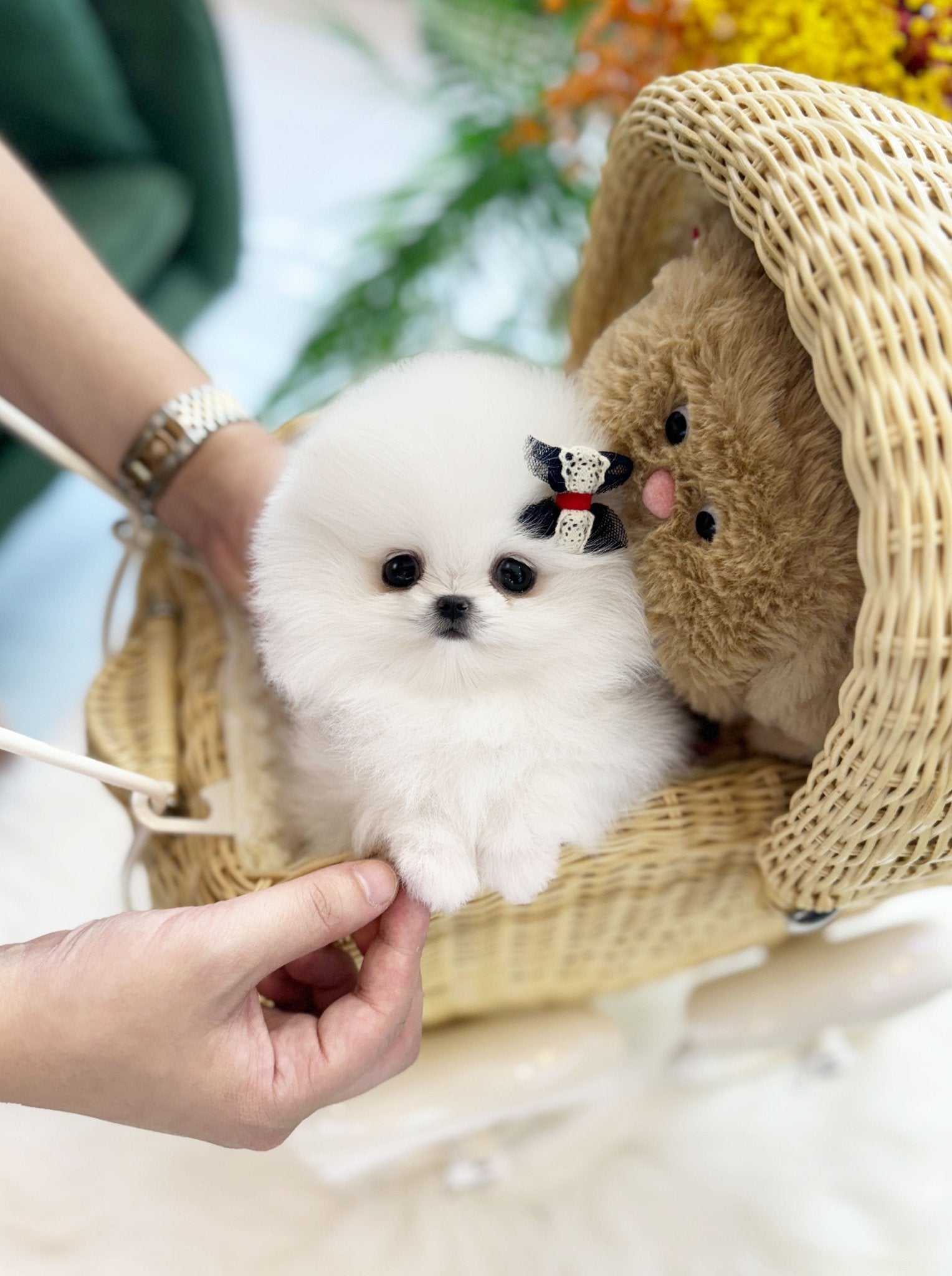 Pomeranian - Summer(Female) - Beautiful puppy teacup puppy with adorable features available for adoption from Velydog