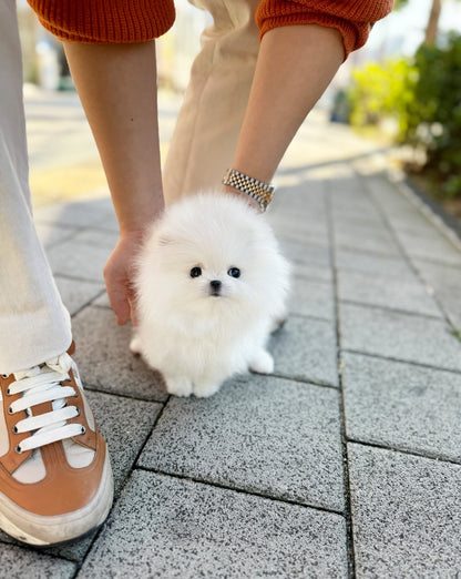 Pomeranian - Teach(Male) - Beautiful puppy teacup puppy with adorable features available for adoption from Velydog