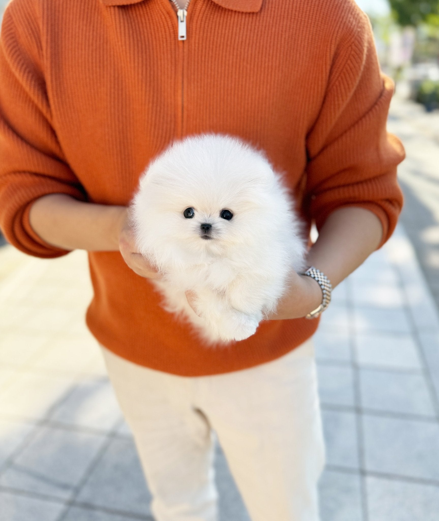 Pomeranian - Teach(Male) - Beautiful puppy teacup puppy with adorable features available for adoption from Velydog