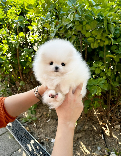 Pomeranian - Teach(Male) - Beautiful puppy teacup puppy with adorable features available for adoption from Velydog