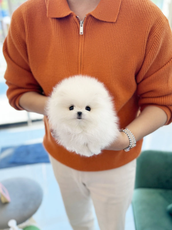 Pomeranian - Teach(Male) - Beautiful puppy teacup puppy with adorable features available for adoption from Velydog