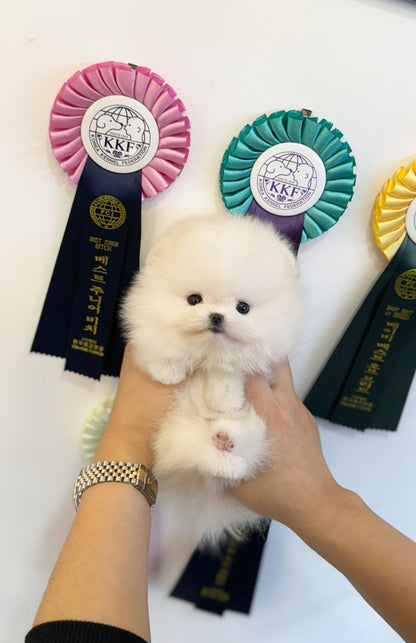 Pomeranian - Teddy(Male) - Beautiful puppy teacup puppy with adorable features available for adoption from Velydog