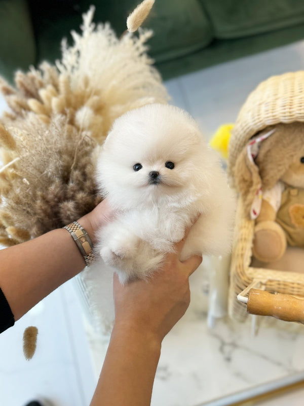 Pomeranian - Teddy(Male) - Beautiful puppy teacup puppy with adorable features available for adoption from Velydog