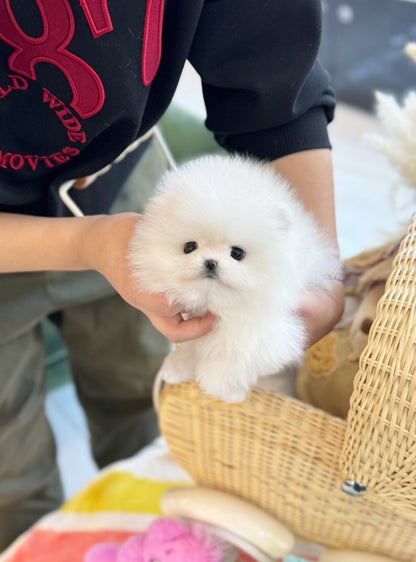 Pomeranian - Teddy(Male) - Beautiful puppy teacup puppy with adorable features available for adoption from Velydog