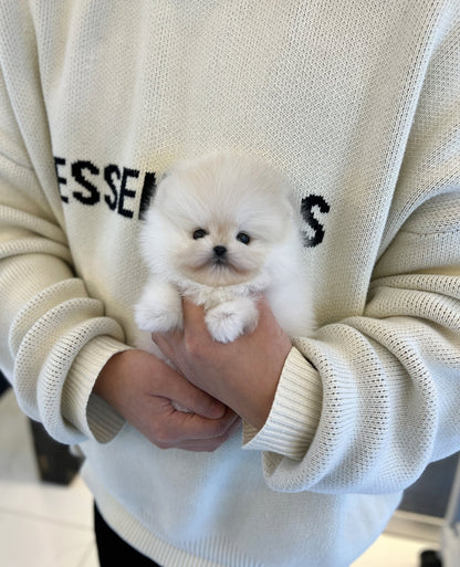 Pomeranian - Tei - Beautiful puppy teacup puppy with adorable features available for adoption from Velydog