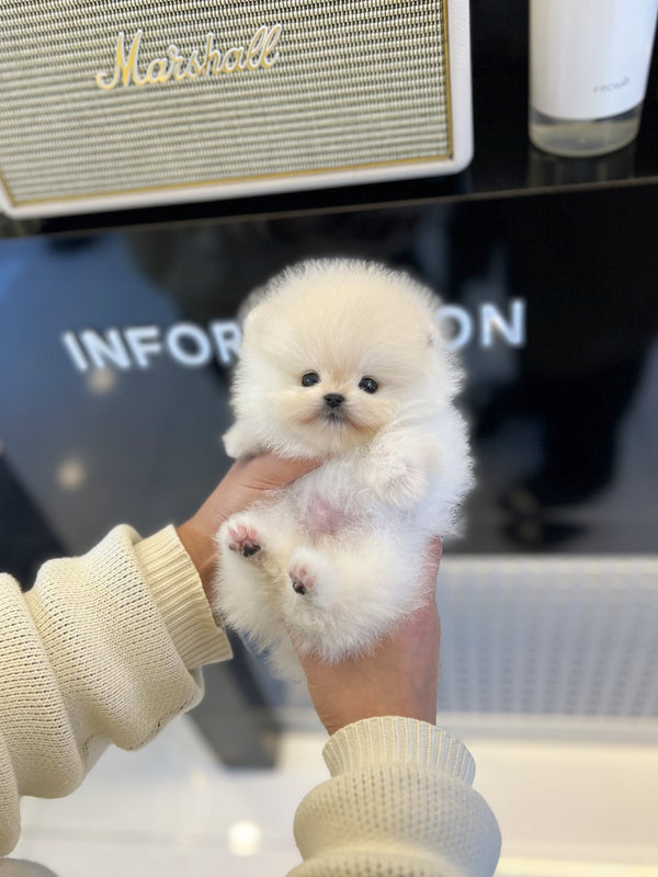 Pomeranian - Tei - Beautiful puppy teacup puppy with adorable features available for adoption from Velydog