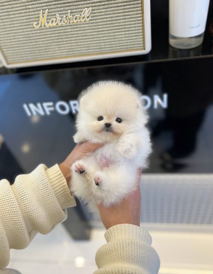 Pomeranian - Tei - Beautiful puppy teacup puppy with adorable features available for adoption from Velydog