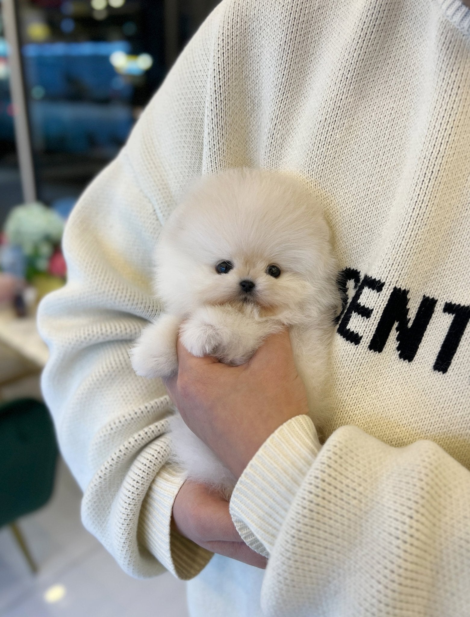 Pomeranian - Tei - Beautiful puppy teacup puppy with adorable features available for adoption from Velydog