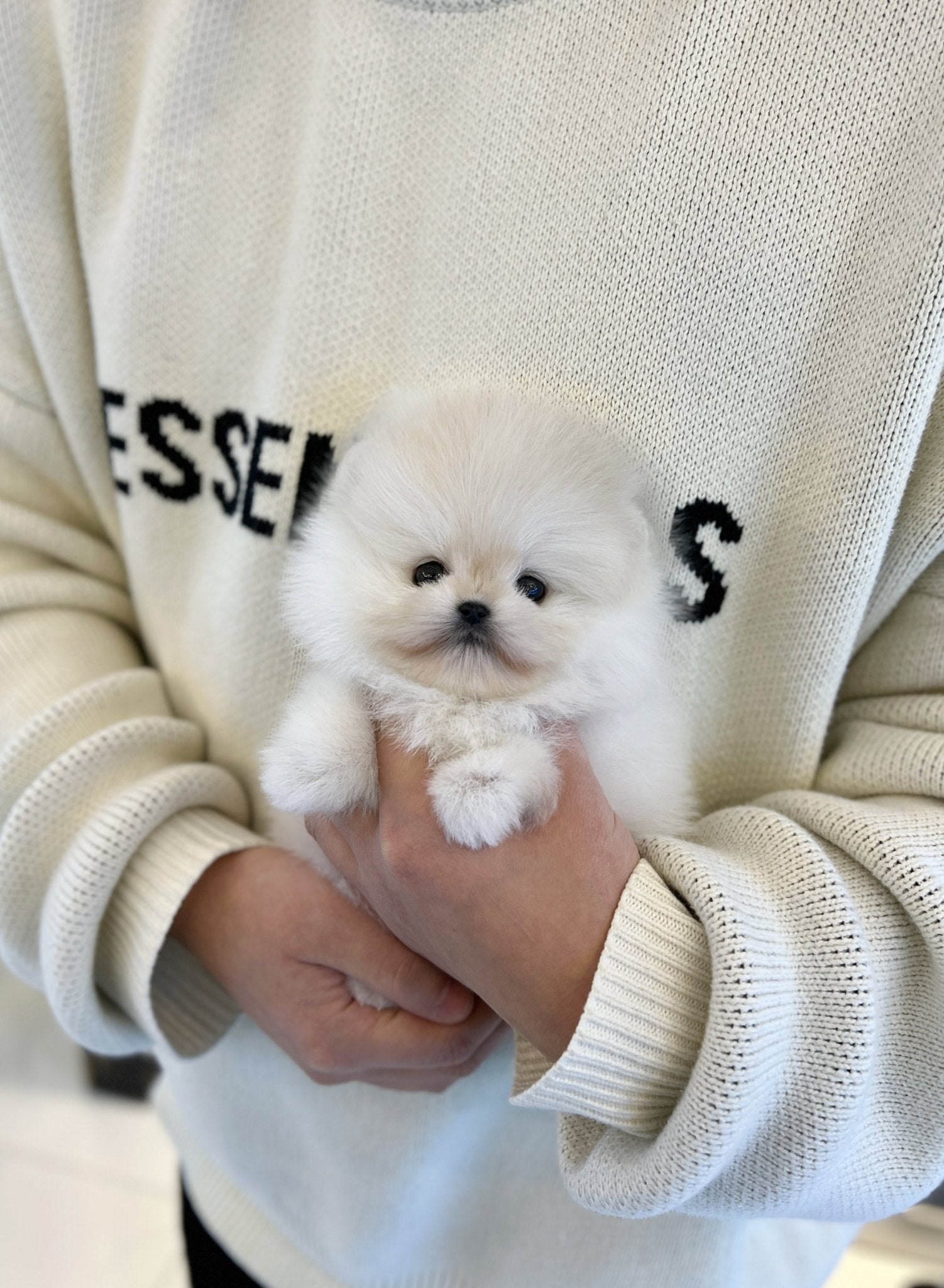 Pomeranian - Tei - Beautiful puppy teacup puppy with adorable features available for adoption from Velydog