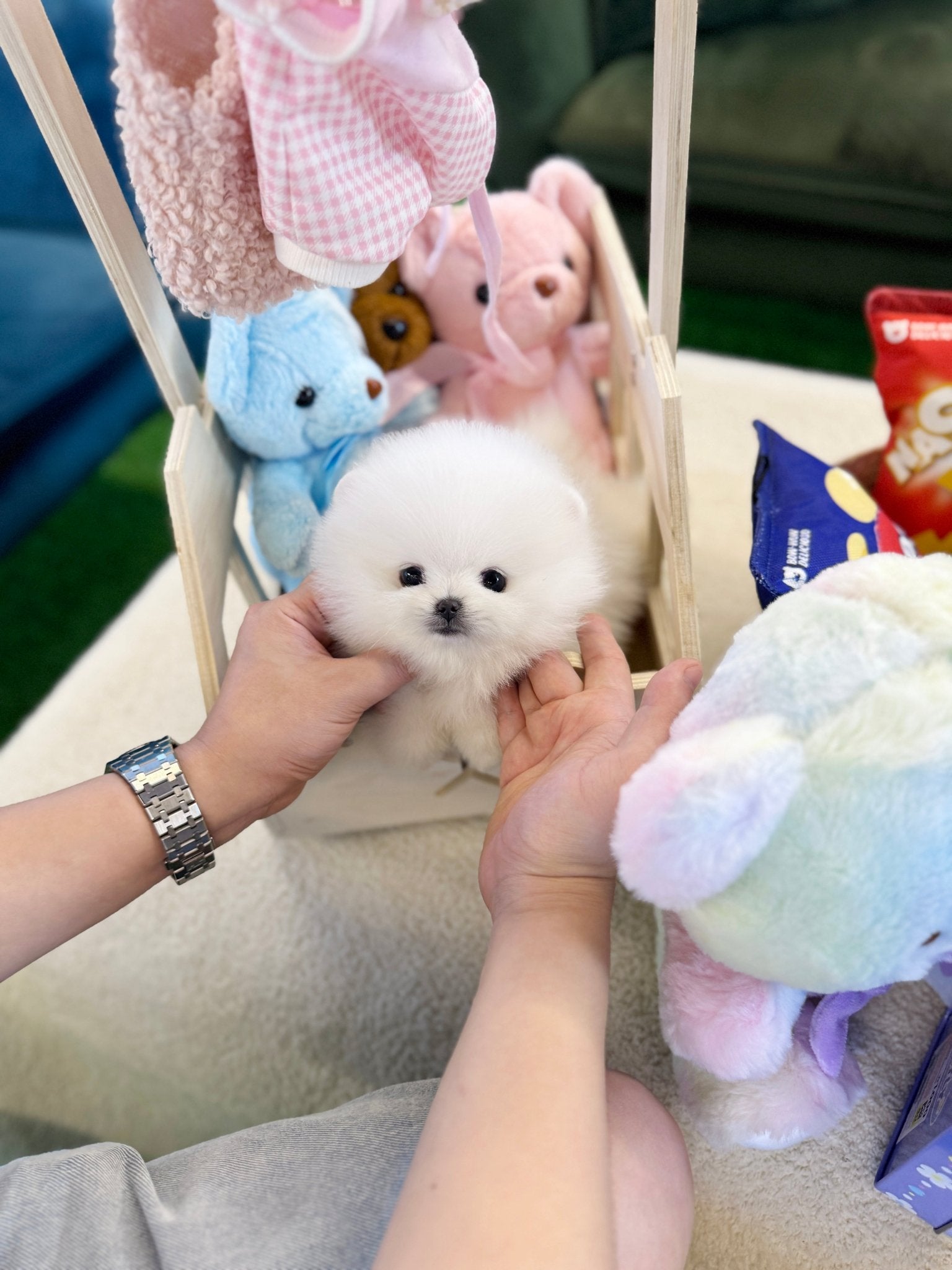 Pomeranian - Tempo(Male) - Beautiful puppy teacup puppy with adorable features available for adoption from Velydog