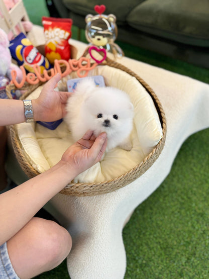 Pomeranian - Tempo(Male) - Beautiful puppy teacup puppy with adorable features available for adoption from Velydog