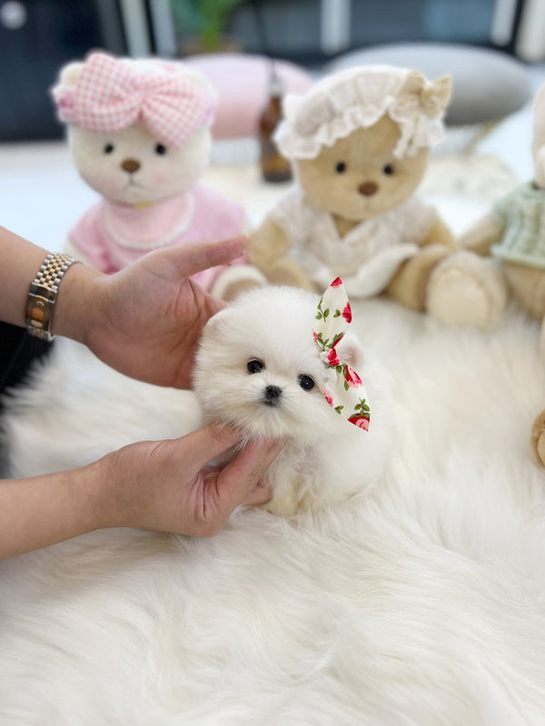Pomeranian - Tina(Female) - Beautiful puppy teacup puppy with adorable features available for adoption from Velydog