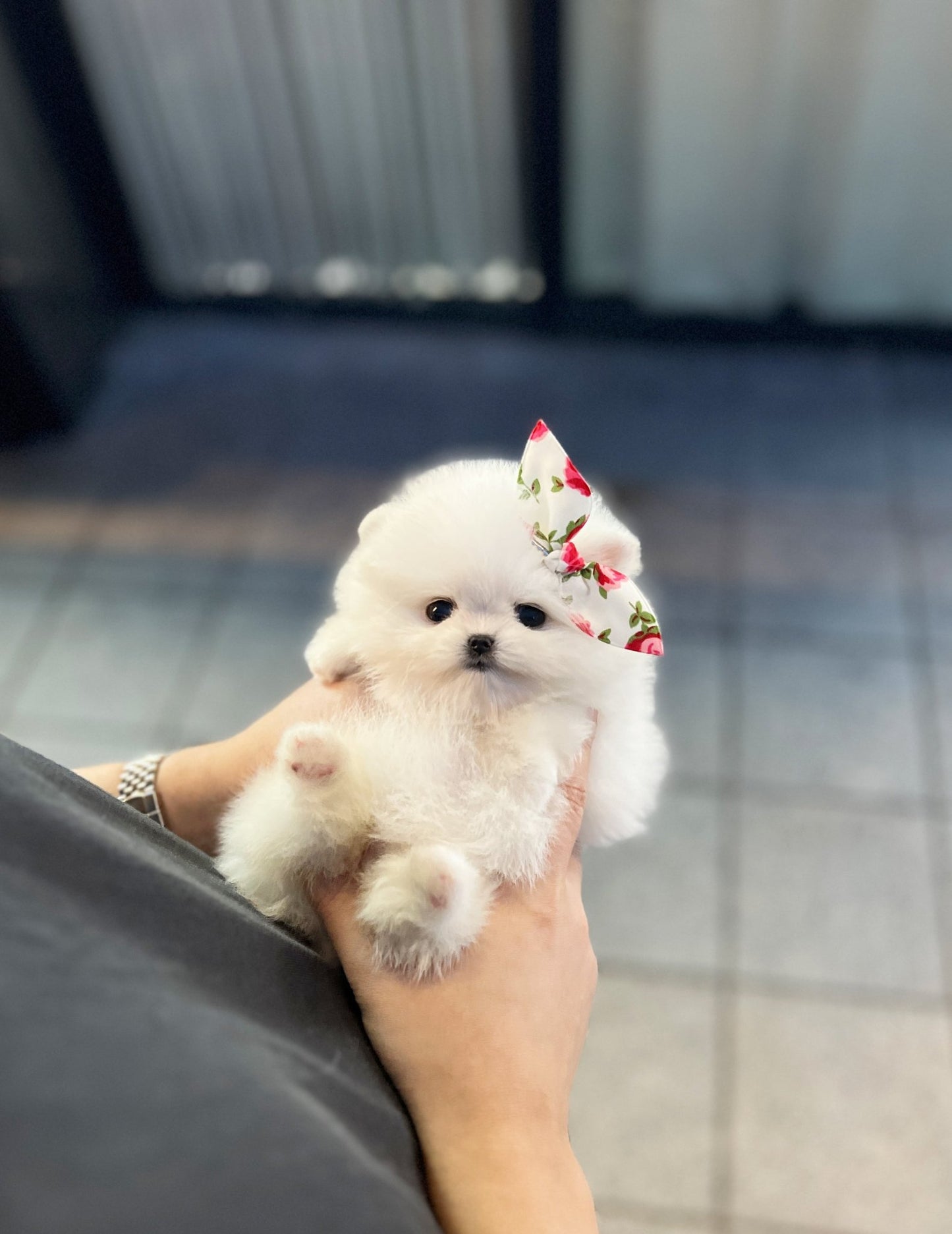 Pomeranian - Tina(Female) - Beautiful puppy teacup puppy with adorable features available for adoption from Velydog