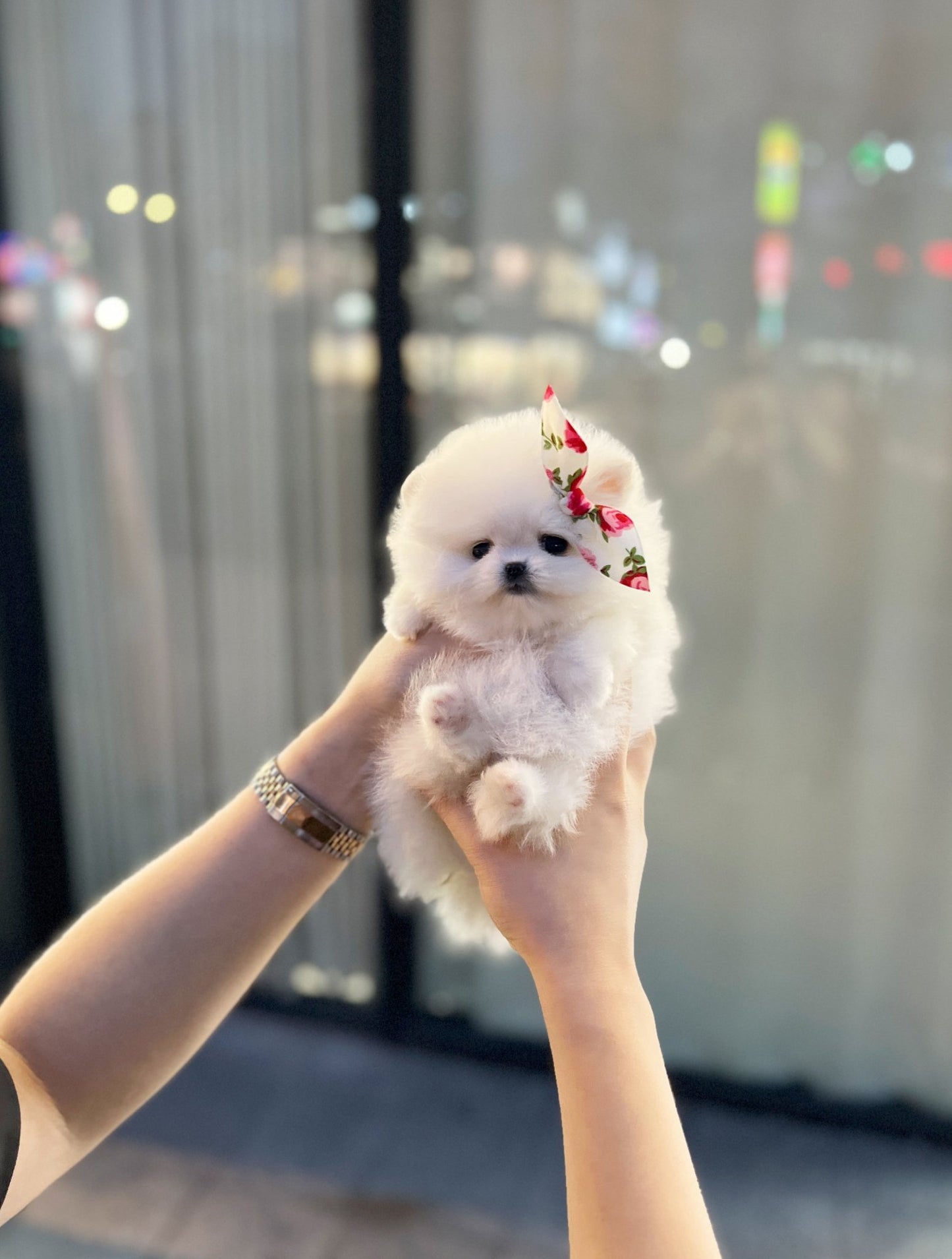 Pomeranian - Tina(Female) - Beautiful puppy teacup puppy with adorable features available for adoption from Velydog