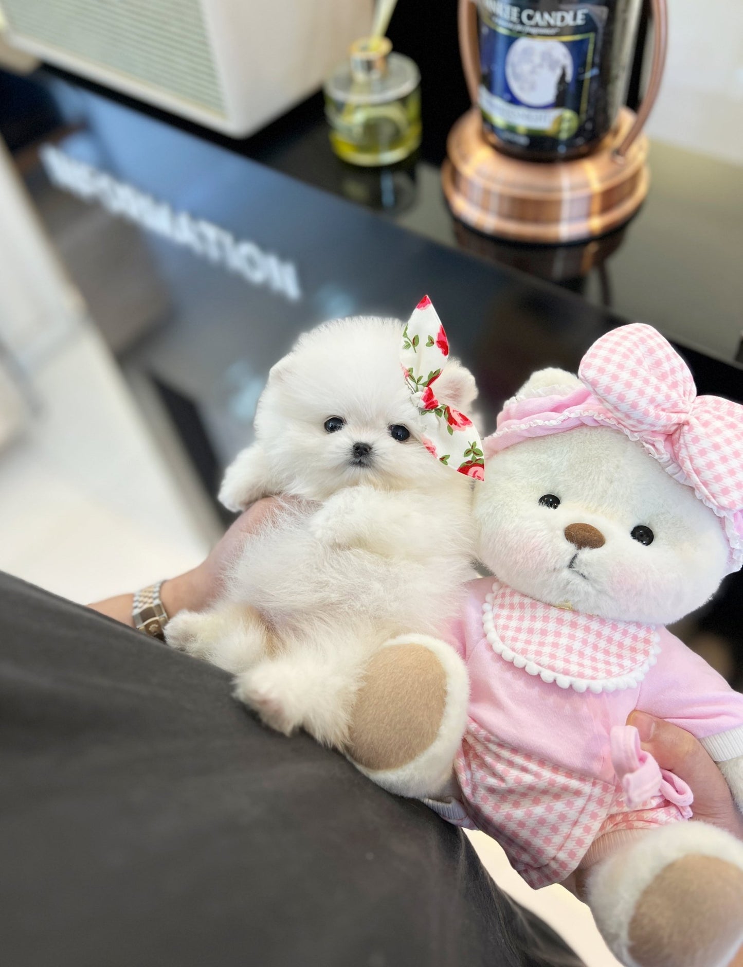 Pomeranian - Tina(Female) - Beautiful puppy teacup puppy with adorable features available for adoption from Velydog