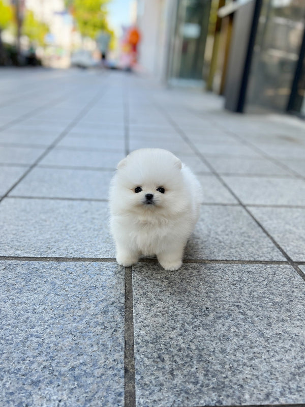 Pomeranian - Tmon(Male) - Beautiful puppy teacup puppy with adorable features available for adoption from Velydog