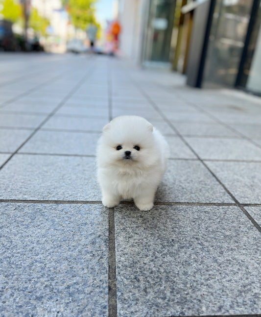 Pomeranian - Tmon(Male) - Beautiful puppy teacup puppy with adorable features available for adoption from Velydog